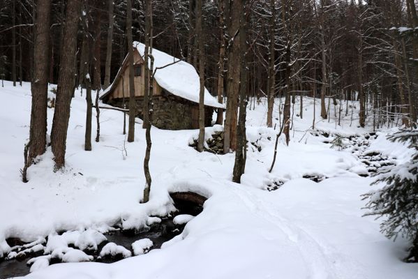 Dolní Morava, 27.1.2021
Králický Sněžník, lovecká bouda u Kamenitého potoka.
Klíčová slova: Dolní Morava Králický Sněžník Kamenitý potok lovecká bouda Phloeostichus denticollis
