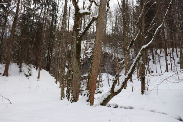 Dolní Morava, 27.1.2021
Králický Sněžník, javory u Kamenitého potoka.
Klíčová slova: Dolní Morava Králický Sněžník Kamenitý potok Phloeostichus denticollis