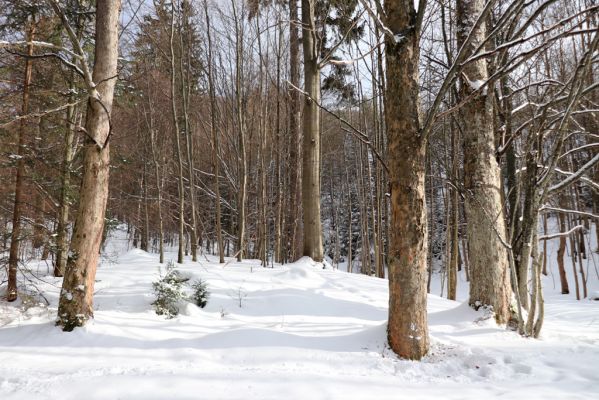 Dolní Morava, 27.1.2021
Králický Sněžník, javory nad Kamenitým potokem.
Klíčová slova: Dolní Morava Králický Sněžník Kamenitý potok Phloeostichus denticollis