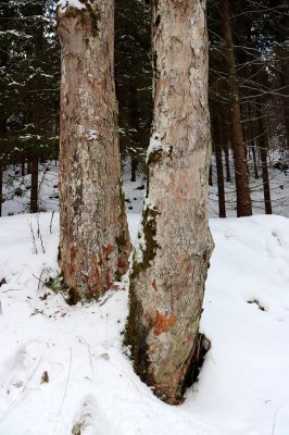 Dolní Morava, 27.1.2021
Králický Sněžník, údolí Moravy u soutoku s Kamenitým potokem.
Klíčová slova: Dolní Morava Králický Sněžník Phloeostichus denticollis