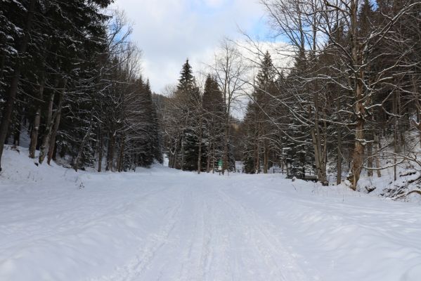 Dolní Morava, 27.1.2021
Králický Sněžník, údolí Moravy u soutoku s Kamenitým potokem.
Schlüsselwörter: Dolní Morava Králický Sněžník Phloeostichus denticollis