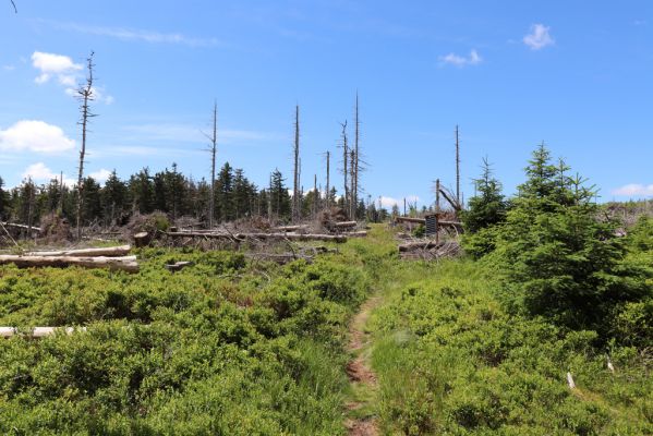 Dolní Morava, 14.7.2020
Králický Sněžník, vrch Slamník.
Klíčová slova: Králický Sněžník Dolní Morava vrch Slamník Ampedus aethiops auripes