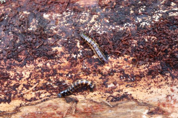 Dolní Morava, 14.7.2020
Králický Sněžník, les v sedle mezi vrchy Slamník a Podbělka. Larva kovaříka Diacanthous undulatus pod kůrou vyvráceného kmene smrku.
Schlüsselwörter: Králický Sněžník Dolní Morava sedlo Slamník Podbělka Diacanthous undulatus