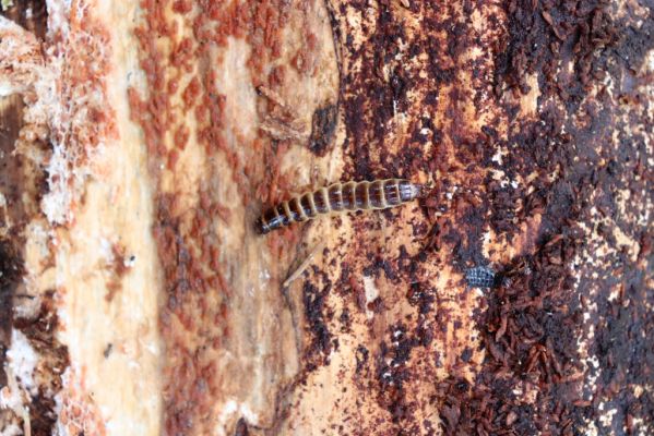 Dolní Morava, 14.7.2020
Králický Sněžník, les v sedle mezi vrchy Slamník a Podbělka. Larva kovaříka Diacanthous undulatus pod kůrou vyvráceného kmene smrku.
Keywords: Králický Sněžník Dolní Morava sedlo Slamník Podbělka Diacanthous undulatus