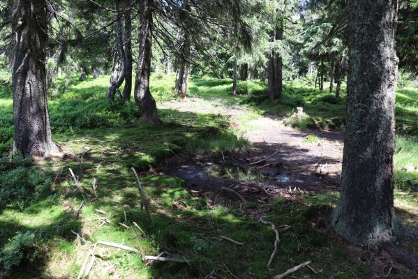 Dolní Morava, 14.7.2020
Králický Sněžník, Podbělka, vrcholové rašeliniště.
Schlüsselwörter: Králický Sněžník Dolní Morava Podbělka