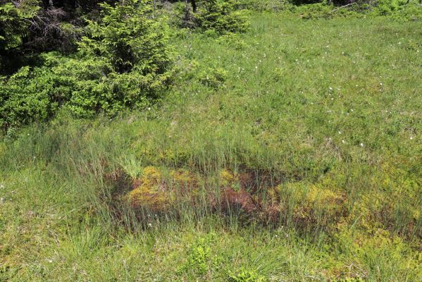 Dolní Morava, 14.7.2020
Králický Sněžník, Podbělka, vrcholové rašeliniště.
Schlüsselwörter: Králický Sněžník Dolní Morava Podbělka