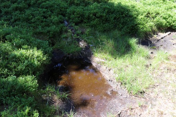 Dolní Morava, 14.7.2020
Králický Sněžník, Černá kupa, rašeliniště. 
Klíčová slova: Králický Sněžník Dolní Morava Černá kupa