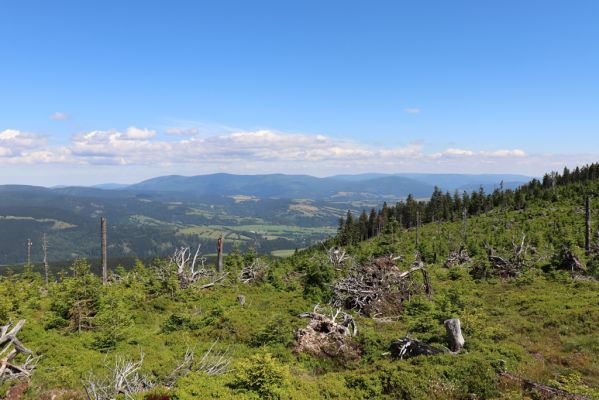 Dolní Morava, 14.7.2020
Králický Sněžník, Stříbrnická. Pohled na Hrubý Jeseník.
Klíčová slova: Králický Sněžník Dolní Morava Stříbrnická Hrubý Jeseník Ampedus aethiops