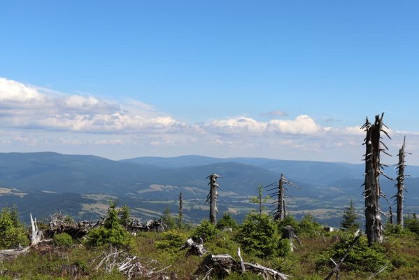 Dolní Morava, 14.7.2020
Králický Sněžník, Stříbrnická. Pohled na Hrubý Jeseník.
Klíčová slova: Králický Sněžník Dolní Morava Stříbrnická Hrubý Jeseník Ampedus aethiops