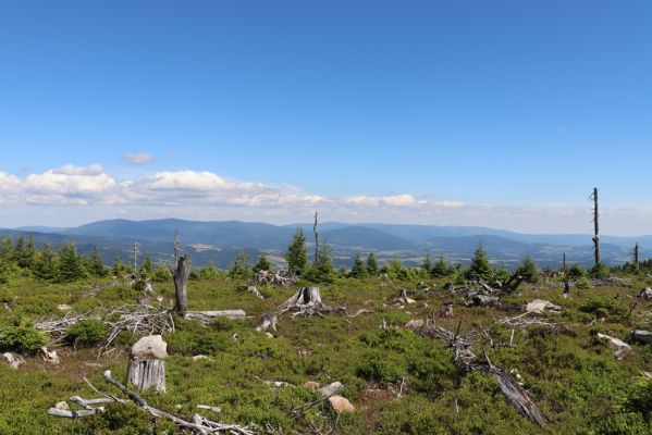 Dolní Morava, 14.7.2020
Králický Sněžník, Stříbrnická. Pohled na Hrubý Jeseník.
Klíčová slova: Králický Sněžník Dolní Morava Stříbrnická Hrubý Jeseník Ampedus aethiops