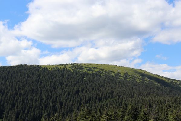 Dolní Morava, 14.7.2020
Králický Sněžník ze Stříbrnické.
Klíčová slova: Králický Sněžník Dolní Morava Stříbrnická