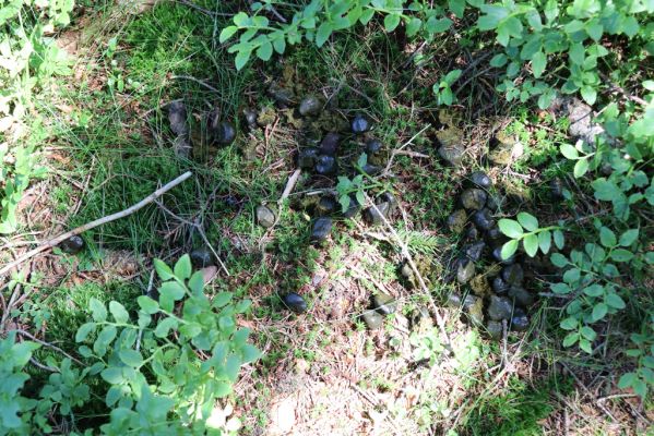Dolní Morava, 14.7.2020
Jelení trus v lese v sedle mezi Králickým Sněžníkem a Stříbrnickou - biotop hnojníka Limarus maculatus. 
Mots-clés: Králický Sněžník Dolní Morava Stříbrnická Limarus maculatus