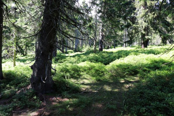 Dolní Morava, 14.7.2020
Les v sedle mezi Králickým Sněžníkem a Stříbrnickou. 
Mots-clés: Králický Sněžník Dolní Morava Stříbrnická