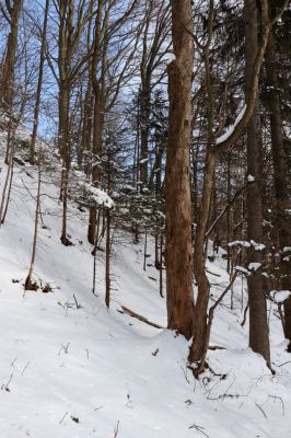 Horní Maršov, 20.3.2021
Dolní Albeřice.
Klíčová slova: Horní Maršov Dolní Albeřice