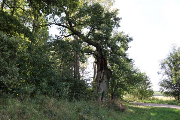 Horní Jelení, 9.5.2020
Dolní Jelení, starý dub u cesty k Hanzlíkovci.
Klíčová slova: Horní Dolní Jelení dub u cesty k Hanzlíkovci
