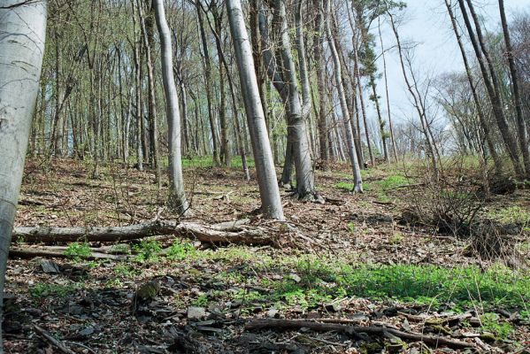 Dolany, 24.4.2005
Bělkovické údolí, suťový les.



Mots-clés: Dolany Bělkovické údolí Ampedus cinnabarinus pomorum