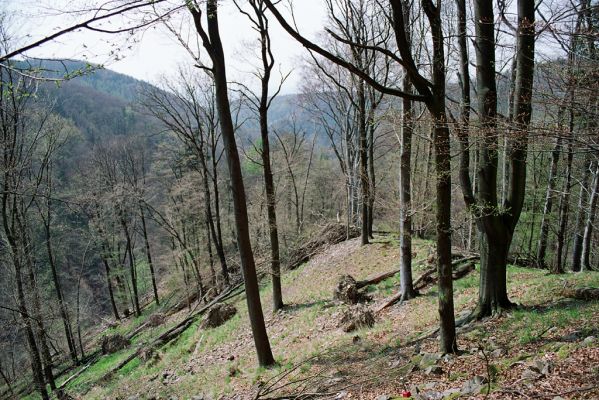 Dolany, 24.4.2005
Bělkovické údolí, suťový les.

Klíčová slova: Dolany Bělkovické údolí Ampedus pomorum sanguineus Agriotes pilosus