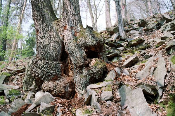 Dolany, 24.4.2005
Bělkovické údolí, suťový les. Starý dub osídlený kunou lesní.


Klíčová slova: Dolany Bělkovické údolí