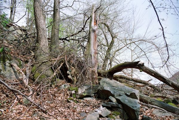 Dolany, 24.4.2005
Bělkovické údolí, suťový les. 


Klíčová slova: Dolany Bělkovické údolí