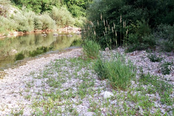 Dolegna del Collio, 14.6.2003
Štěrkové náplavy na březích řeky. Biotop kovaříků Zorochros stibicki, Z. dermestoides a Z. meridionalis.
Schlüsselwörter: Dolegna del Collio Zorochros stibicki meridionalis dermestoides