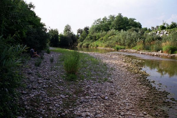 Dolegna del Collio, 14.6.2003
Štěrkové náplavy na březích řeky. Biotop kovaříků Zorochros stibicki, Z. dermestoides a Z. meridionalis.
Keywords: Dolegna del Collio Zorochros stibicki meridionalis dermestoides