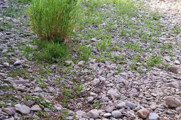 Dolegna del Collio, 14.6.2003
Štěrkové náplavy na březích řeky. Biotop kovaříků Zorochros stibicki, Z. dermestoides a Z. meridionalis.
Mots-clés: Dolegna del Collio Zorochros stibicki meridionalis dermestoides