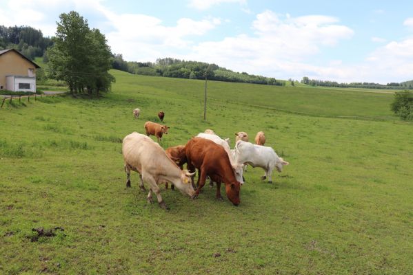 Dolní Čermná, 31.5.2019
Pastvina pod Kovářovým kopcem. 
Keywords: Dolní Čermná pastvina pod Kovářovým kopcem