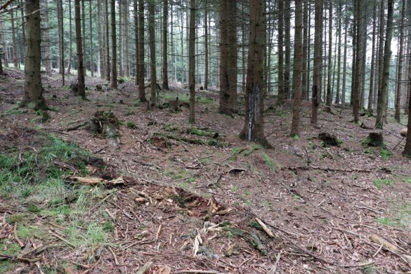 Dolní Morava, 4.9.2020
Králický Sněžník, smrčina v údolí Moravy u Kamenitého potoka. 
Klíčová slova: Dolní Morava Králický Sněžník údolí Moravy Kamenitý potok