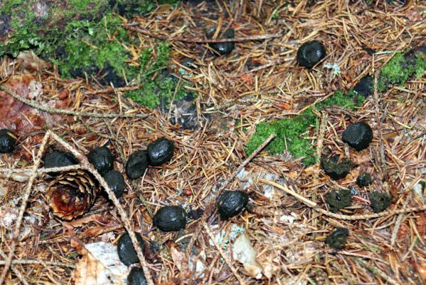 Dolní Morava, 4.9.2020
Králický Sněžník, smrčina v údolí Moravy u Kamenitého potoka. Jelení bobky osídlené hnojníky Limarus maculatus a Parammoecius corvinus.
Klíčová slova: Dolní Morava Králický Sněžník údolí Moravy Kamenitý potok