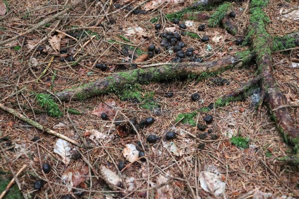 Dolní Morava, 4.9.2020
Králický Sněžník, smrčina v údolí Moravy u Kamenitého potoka. Jelení bobky osídlené hnojníky Limarus maculatus a Parammoecius corvinus.
Mots-clés: Dolní Morava Králický Sněžník údolí Moravy Kamenitý potok