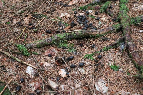 Dolní Morava, 4.9.2020
Králický Sněžník, smrčina v údolí Moravy u Kamenitého potoka. Jelení bobky osídlené hnojníky Limarus maculatus a Parammoecius corvinus.
Klíčová slova: Dolní Morava Králický Sněžník údolí Moravy Kamenitý potok