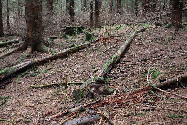 Dolní Morava, 4.9.2020
Králický Sněžník, smrčina v údolí Moravy u Kamenitého potoka.
Klíčová slova: Dolní Morava Králický Sněžník údolí Moravy Kamenitý potok