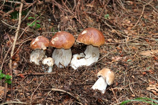 Dolní Morava, 4.9.2020
Králický Sněžník, smrková plantáž v údolí Moravy u Kamenitého potoka.
Klíčová slova: Dolní Morava Králický Sněžník údolí Moravy Kamenitý potok