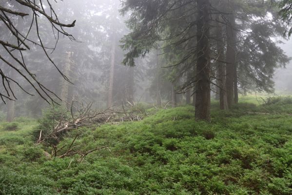 Dolní Morava, 4.9.2020
Králický Sněžník, klimaxová smrčina u Františkovy chaty.
Mots-clés: Dolní Morava Králický Sněžník vrch klimaxová smrčina Franciska