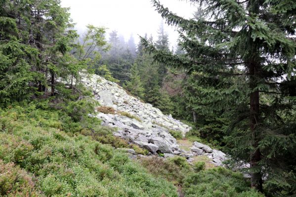 Dolní Morava, 4.9.2020
Králický Sněžník, suťové pole pod vrcholem.
Klíčová slova: Dolní Morava Králický Sněžník vrch klimaxová smrčina