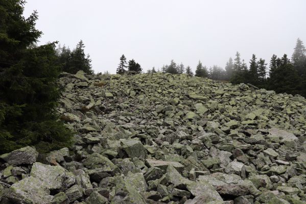 Dolní Morava, 4.9.2020
Králický Sněžník, suťové pole pod vrcholem.
Klíčová slova: Dolní Morava Králický Sněžník vrch klimaxová smrčina