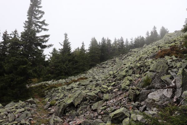Dolní Morava, 4.9.2020
Králický Sněžník, suťové pole pod vrcholem.
Klíčová slova: Dolní Morava Králický Sněžník vrch klimaxová smrčina