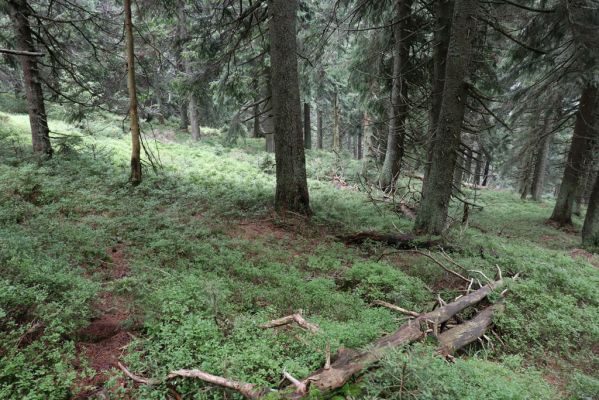 Dolní Morava, 4.9.2020
Králický Sněžník, klimaxová smrčina v pramenné oblasti Moravy.
Klíčová slova: Dolní Morava Králický Sněžník vrch klimaxová smrčina