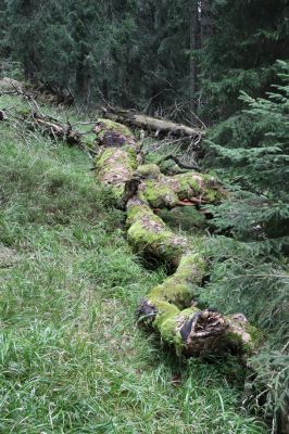 Dolní Morava, 4.9.2020
Králický Sněžník, klimaxová smrčina v pramenné oblasti Moravy.
Klíčová slova: Dolní Morava Králický Sněžník vrch klimaxová smrčina