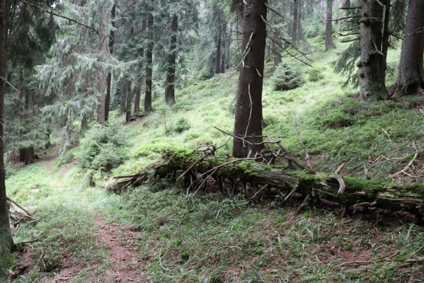 Dolní Morava, 4.9.2020
Králický Sněžník, klimaxová smrčina v pramenné oblasti Moravy.
Schlüsselwörter: Dolní Morava Králický Sněžník vrch klimaxová smrčina Denticollis interpositus Ampedus auripes