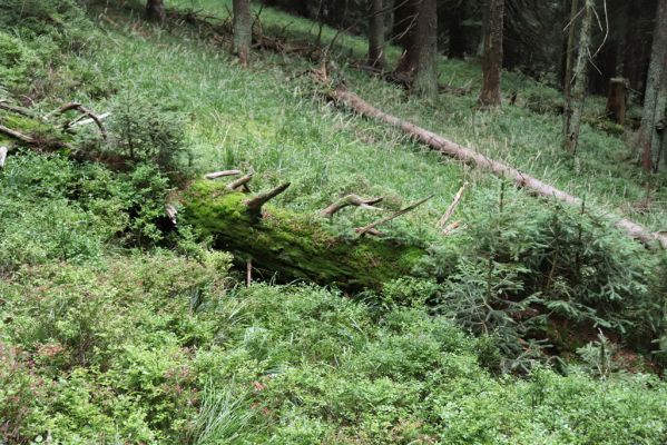 Dolní Morava, 4.9.2020
Králický Sněžník, klimaxová smrčina v pramenné oblasti Moravy.
Klíčová slova: Dolní Morava Králický Sněžník vrch klimaxová smrčina Denticollis interpositus Ampedus auripes