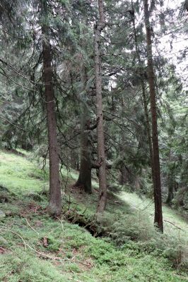 Dolní Morava, 4.9.2020
Králický Sněžník, klimaxová smrčina v pramenné oblasti Moravy.
Klíčová slova: Dolní Morava Králický Sněžník vrch klimaxová smrčina