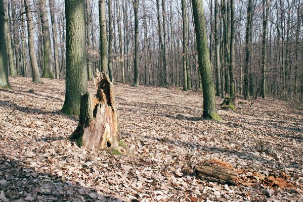 Dománovice, 17.3.2004
Dománovický les.
Klíčová slova: Dománovice Dománovický les Ampedeus cardinalis Aesalus scarabaeoides