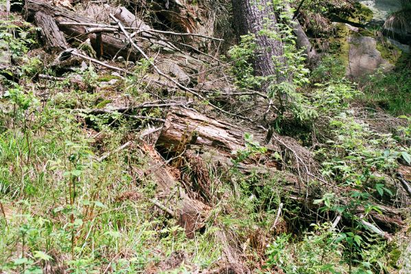 Domašov nad Bystřicí, 17.5.2004 
Kamenné proudy u Domašova.




Klíčová slova: Domašov nad Bystřicí Kamenné proudy u Domašova Ampedus praeustus tristis