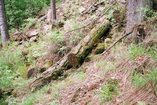 Domašov nad Bystřicí, 17.5.2004 
Kamenné proudy u Domašova. 
Klíčová slova: Domašov nad Bystřicí Kamenné proudy u Domašova Ampedus praeustus