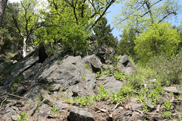 Doubí, údolí Ohře, 12.5.2008
Skalnatý hřbet na západním svahu Vysokého hřbetu.
Schlüsselwörter: Slavkovský les Doubí údolí Ohře Vysoký hřbet Cardiophorus nigerrimus Athous zebei