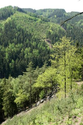 Doubí, údolí Ohře, 12.5.2008
Malý skalnatý hřbet na západním svahu Vysokého hřbetu.
Mots-clés: Slavkovský les Doubí údolí Ohře Vysoký hřbet Cardiophorus nigerrimus Athous zebei