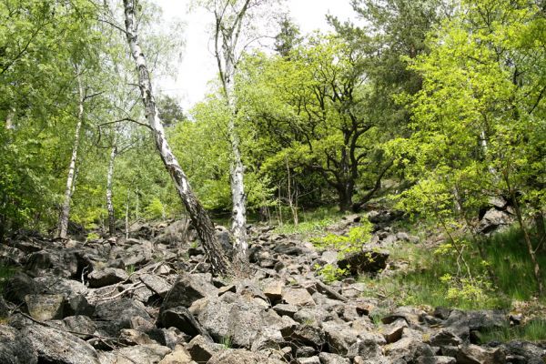 Doubí, údolí Ohře, 12.5.2008
Suťový les na západním svahu Vysokého hřbetu.
Schlüsselwörter: Slavkovský les Doubí údolí Ohře Vysoký hřbet Pheletes aeneoniger