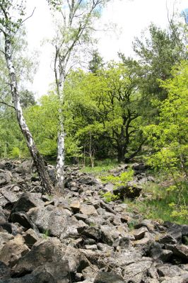 Doubí, údolí Ohře, 12.5.2008
Suťový les na západním svahu Vysokého hřbetu.
Klíčová slova: Slavkovský les Doubí údolí Ohře Vysoký hřbet Pheletes aeneoniger