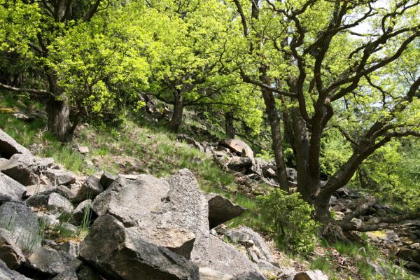 Doubí, údolí Ohře, 12.5.2008
Suťový les na západním svahu Vysokého hřbetu.
Mots-clés: Slavkovský les Doubí údolí Ohře Vysoký hřbet Pheletes aeneoniger